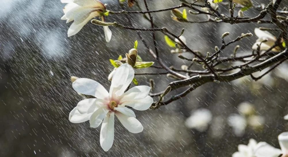 4 квітня в Україні буде тепло до +19°, але пройдуть дощі та грози