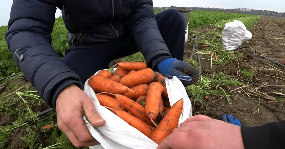 точні терміни для посіву моркви 2026
