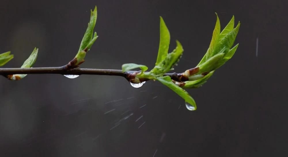 Тиждень в Україні розпочнеться з дощів та похолодання: де температура впаде нижче +10°