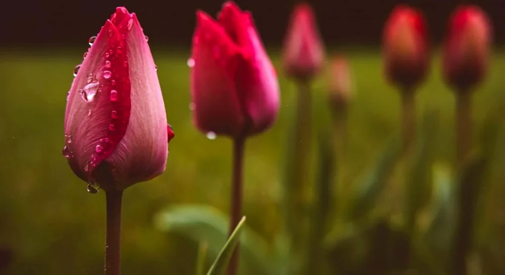 У четвер Україну розігріє до +18°, але частину країни накриють дощі