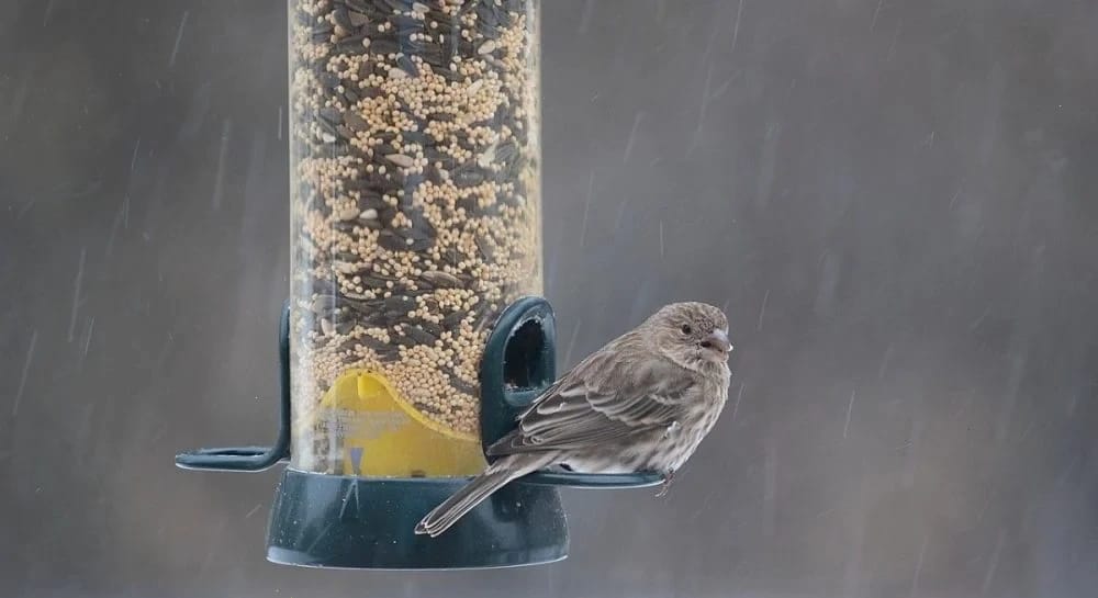 На українців чекає тривале похолодання з дощами та заморозками