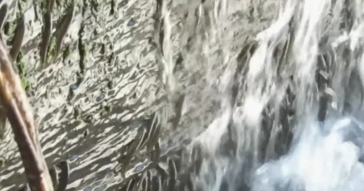 унікальні риби водоспаду