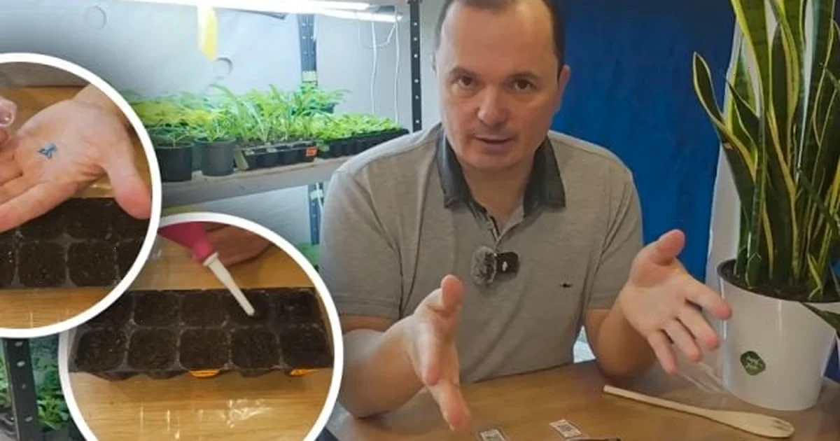 як отримати сходи огірків