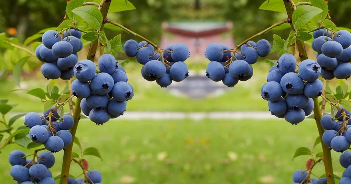 як посадити лохину навесні