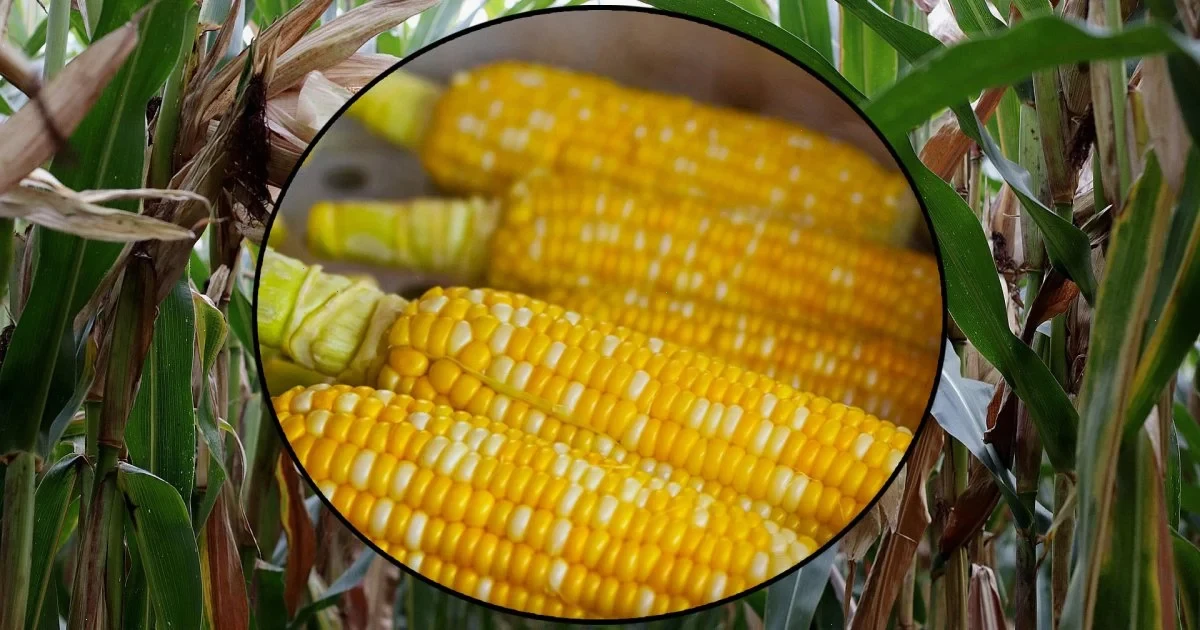 як садити солодку кукурудзу