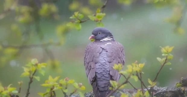 Завтра українців чекають дощі, але є приємний момент, - Діденко