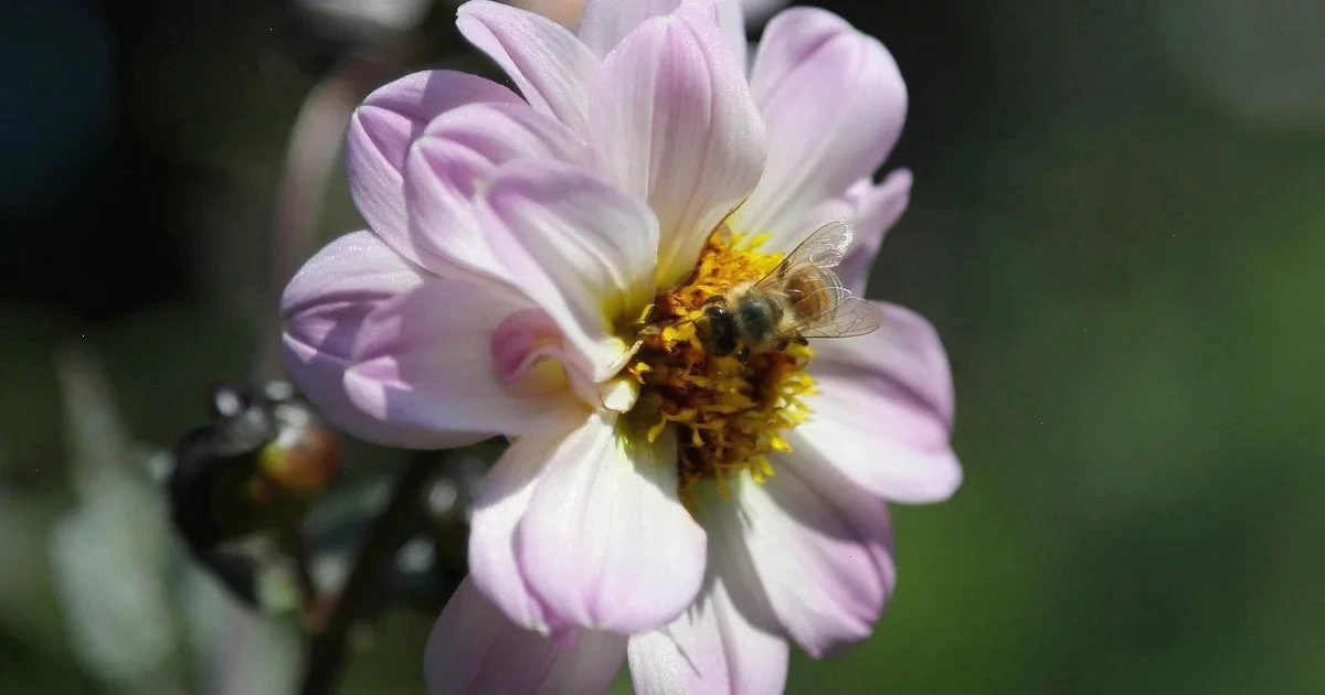 жоржини вирощування та догляд, новини, Україна, Ish Kamran, жоржина