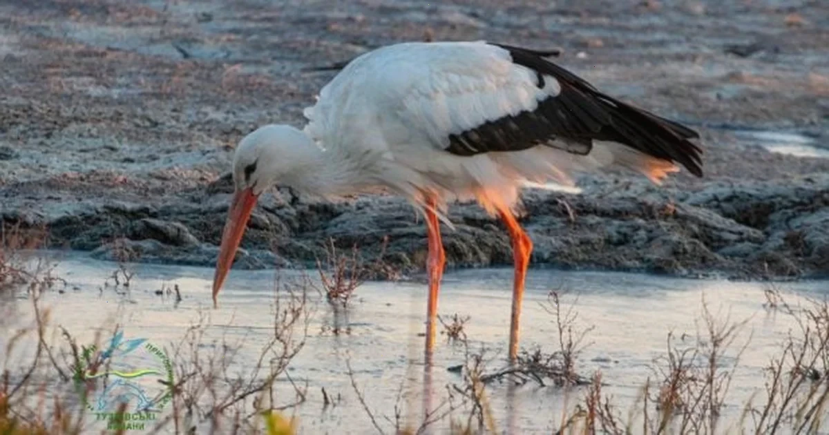 зупинка лелек на півдні Одещини